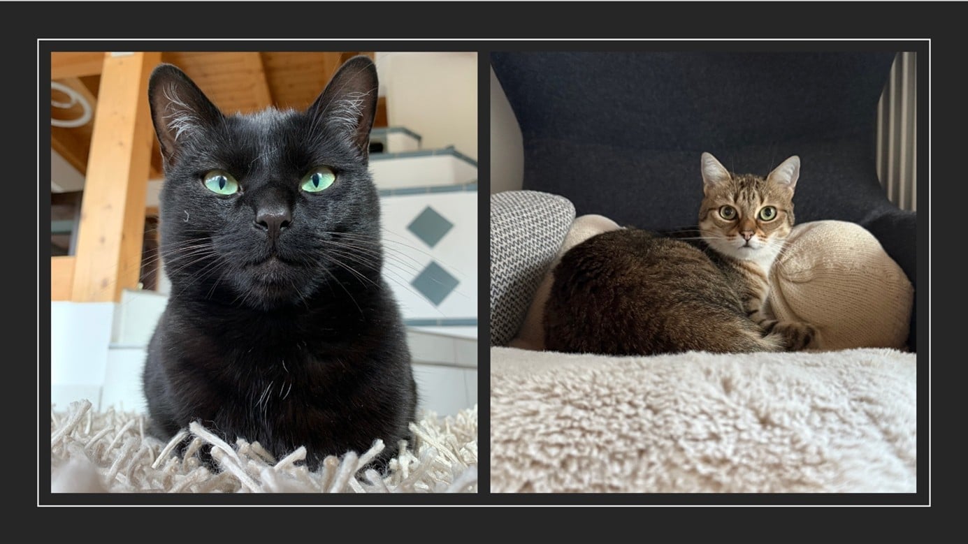 Nelly und Findus haben beide ihren Platz im Team gefunden und sind happy.