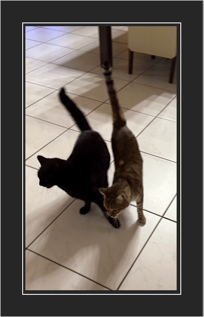 Nelly und Findus auf gemeinsamer Mission!