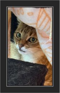 NellyArrival Nelly kommt in ihrem neuen zu Hause an. Am Anfang noch sehr scheu!