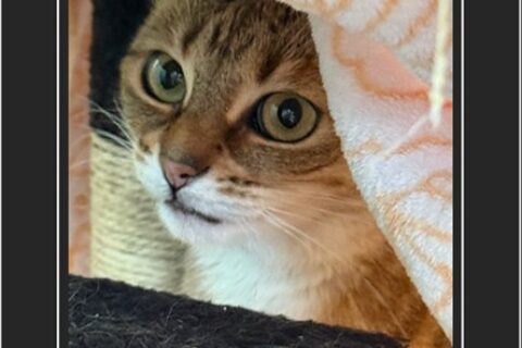 NellyArrival Nelly kommt in ihrem neuen zu Hause an. Am Anfang noch sehr scheu!